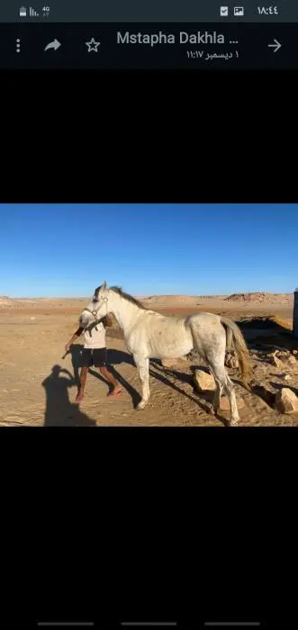 عربي أصيل pur-sang arabe