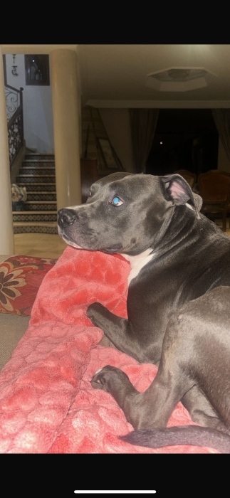 Je donne mon chien car je déménage