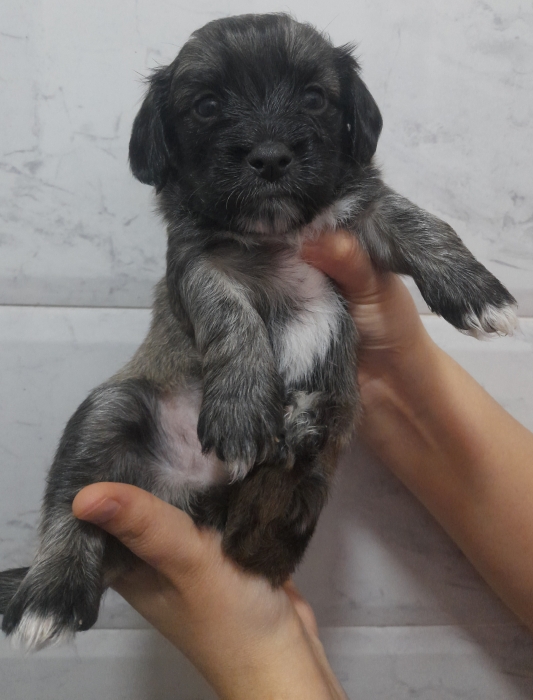 Chien Bichon havanais