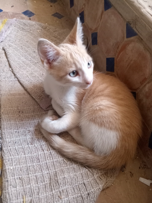 Azur (Chonchon) chaton de 4 mois