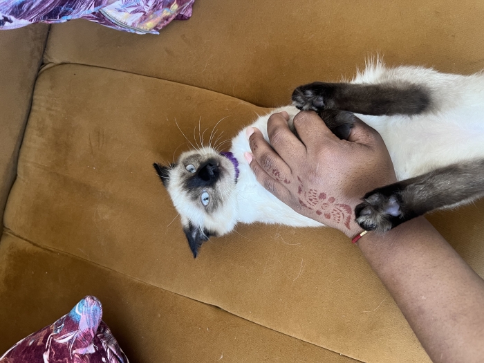 Chat adopté siamois himalayen avec les accessoires