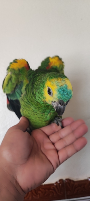 perouqet amazon aistiva 💙