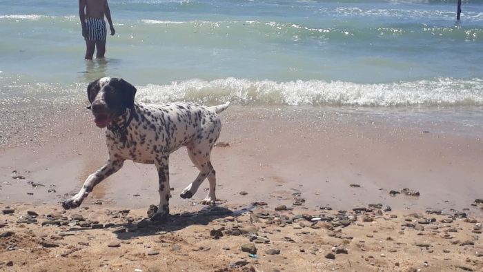 Chiot dalmatien femelle 6mois