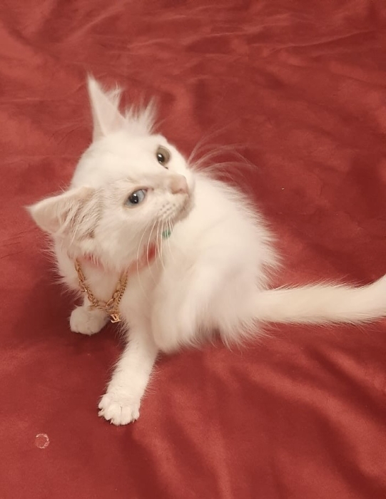 Angore turc de race pure