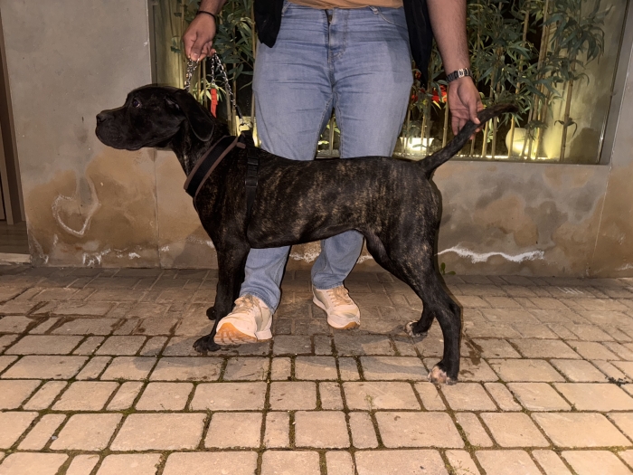 Cane corso femelle pedigree