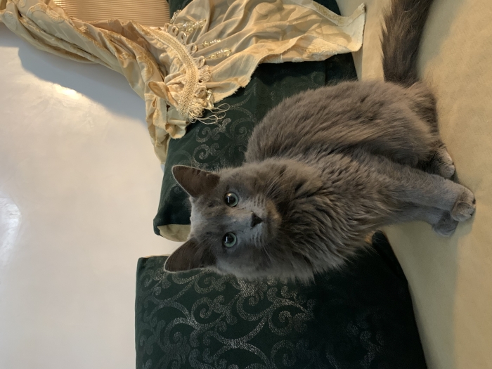 Chatte nebelung