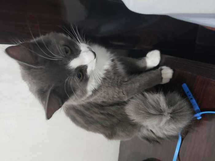 Chat Snowshow mal de 5mois