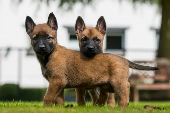 Malinois de pure race