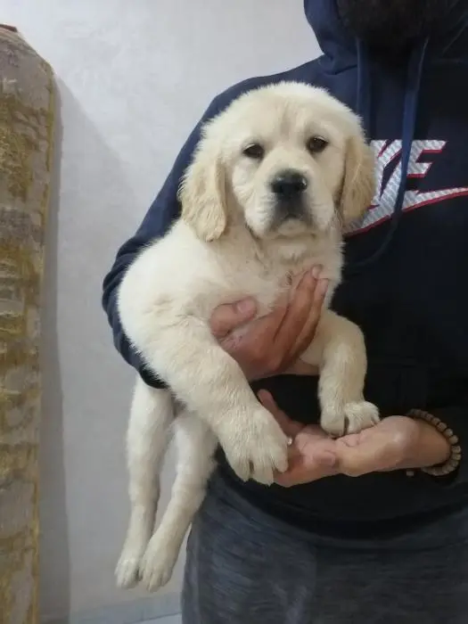 Chiots golden retriever