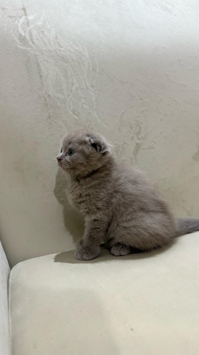 Scottish fold & british