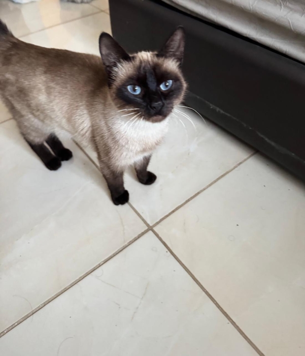 siamoise pour adoption