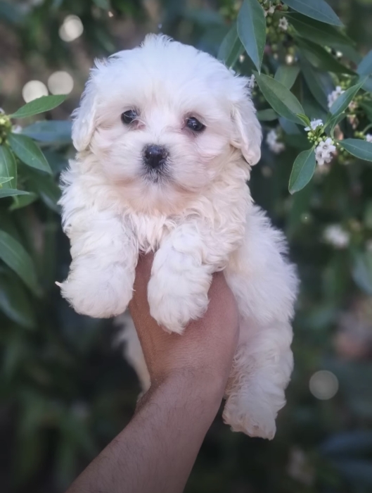Très Beaux Chiots Bichons Maltais