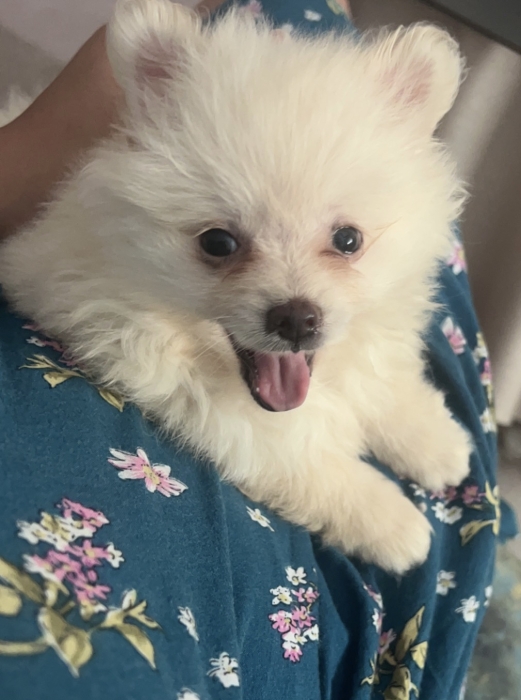 spitz nain loulou de pomeranie