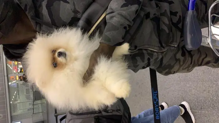 spitz pomeranian teacup