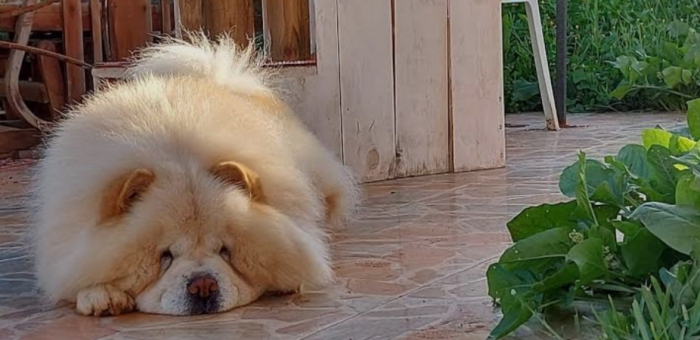 Super male chow chow