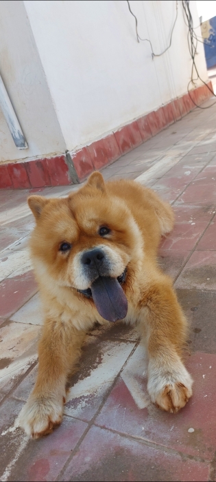 Chow chow male race pur