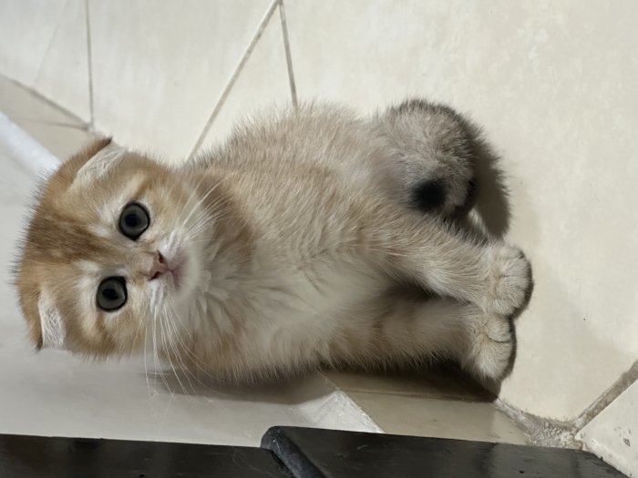 Scottish fold