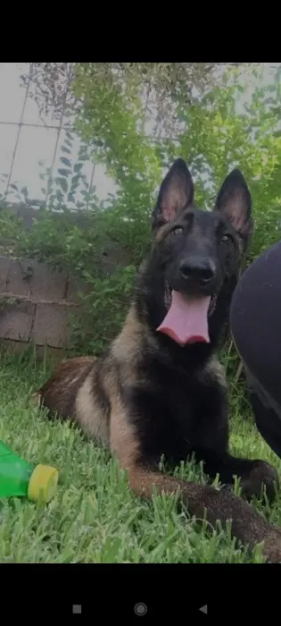 FEMELLE MALINOIS À VENDRE