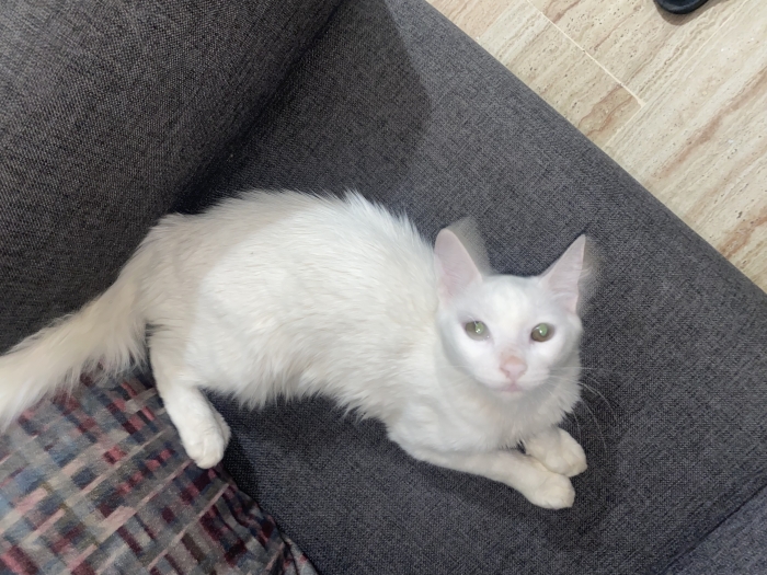 À donner - Adorable chat cherche une nouvelle famille aimante !