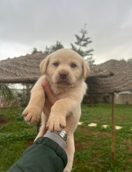 Labrador 👑