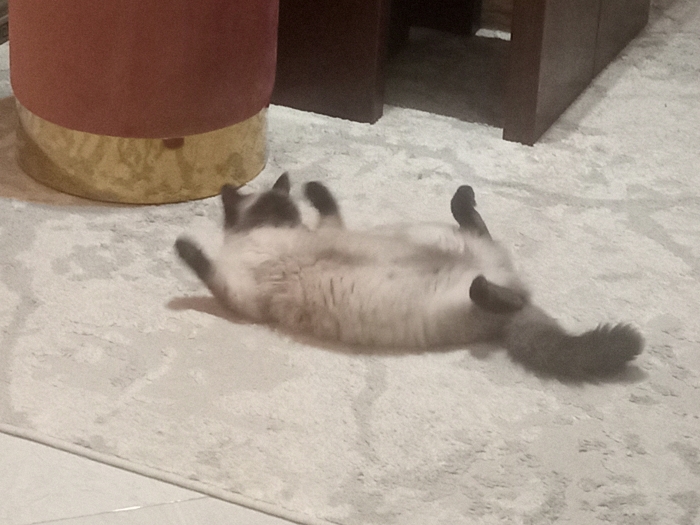 Chat siamois de 10 mois