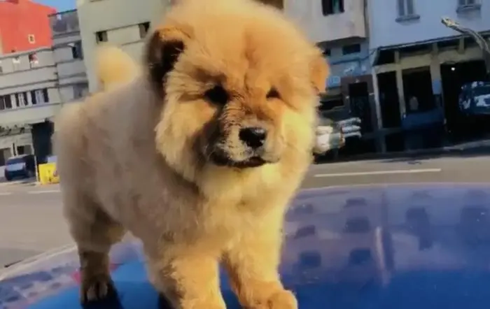 Chow chow
