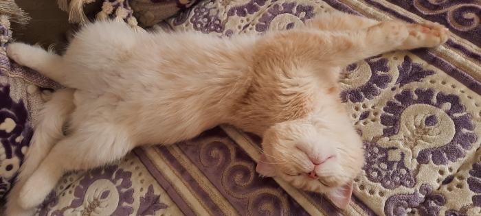 Chaton british shorthair