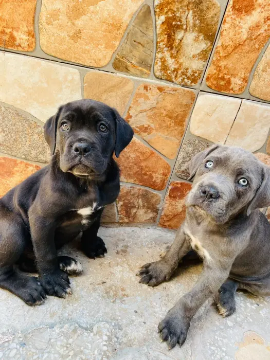 Cane corso