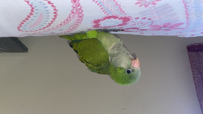 Quaker porteur bleu prix négociable