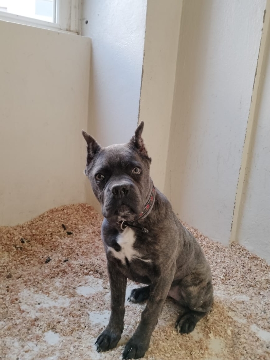 Canecorso female pedigree