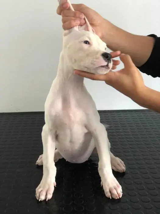 Dog argentin/Dogo Argentini/Argentine