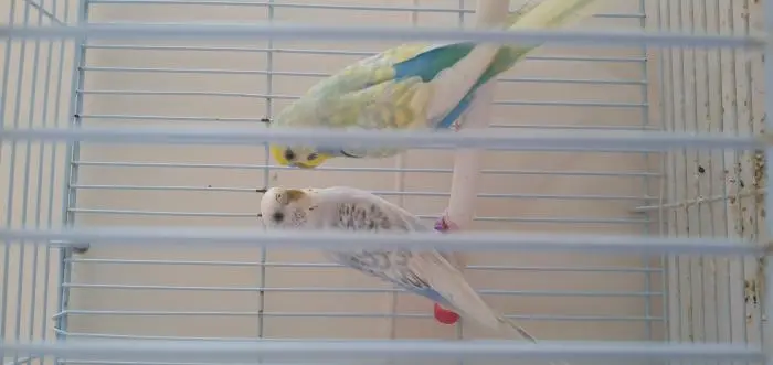 زويزة سبانغل للبيع