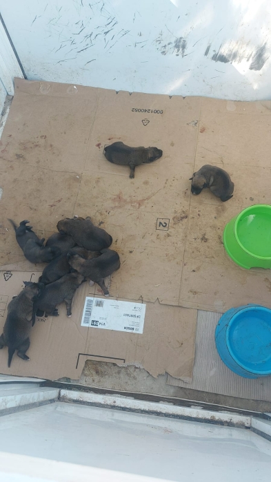 Ventes de Malinois 100% venu de Belgique.