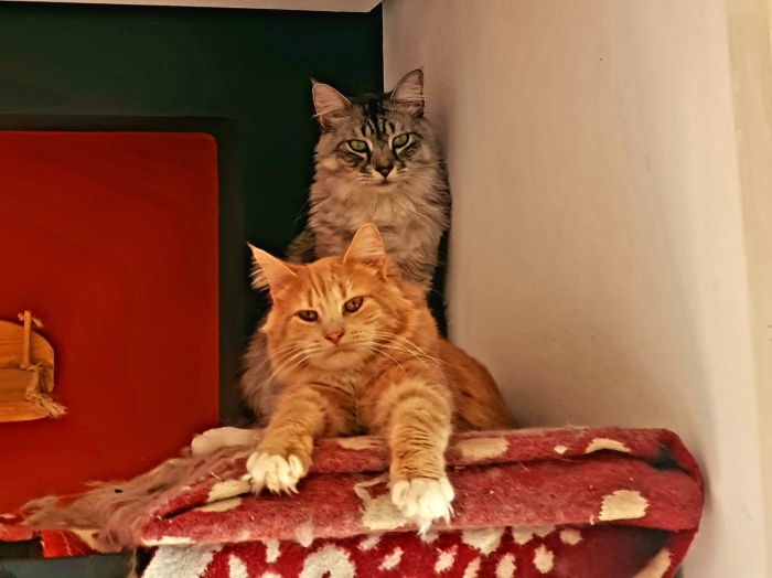 De père mainecoon ( male )