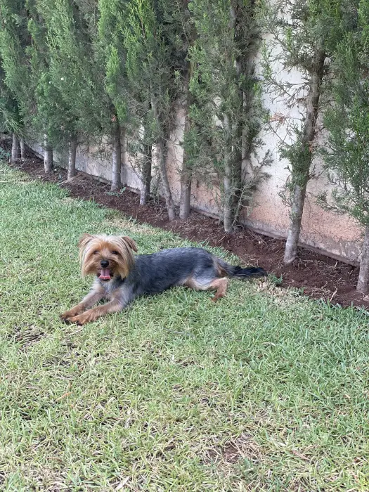 yorkshire terrier male