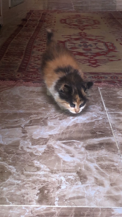 Donne un bébé chat