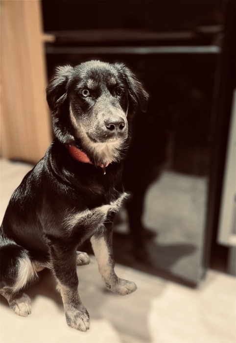 ADOPTION Chiot Golden Retriever X Husky