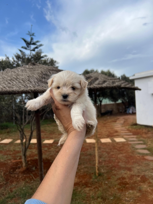 Bichon Havanais 🎊