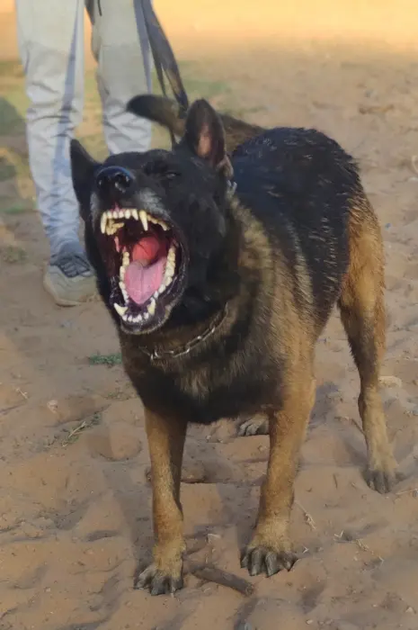 malinois charbonnier