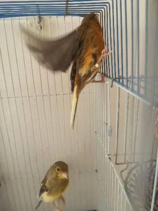 Coupla canary
