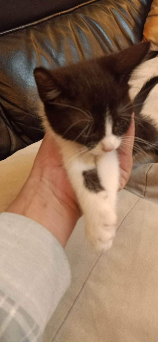 Deux charmantes chatons à adopter