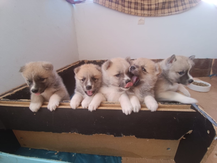 Disp chiot akita inu