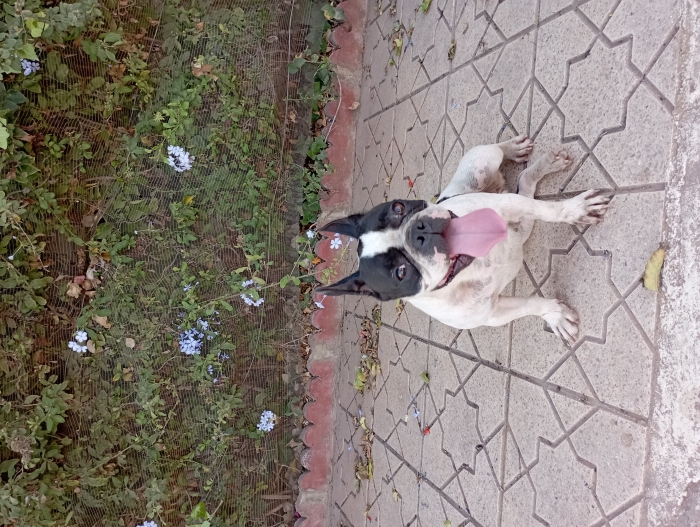 Femelle bulldog français en Chaleur