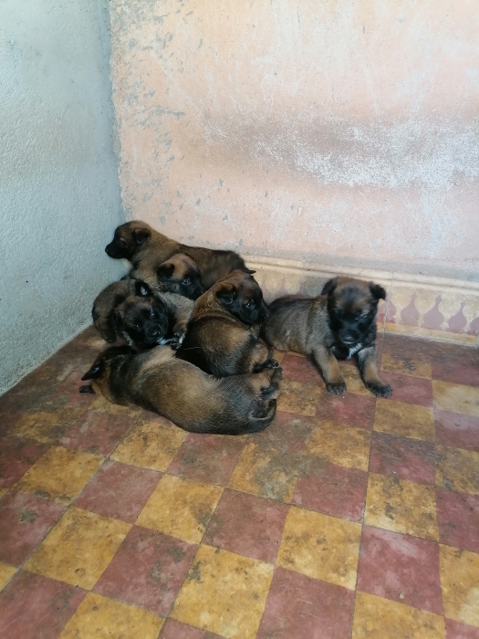 Chiot malinois charbonné