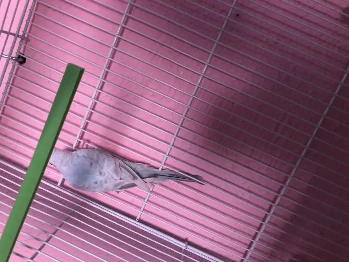 Avendre Peruch Adulte 3 male