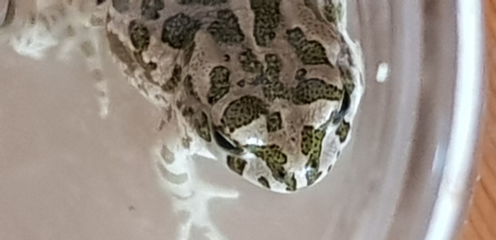 Humus la grenouille