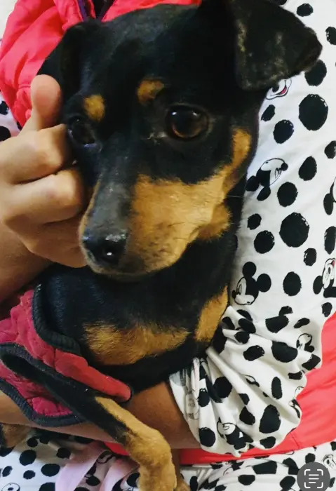 Vente une tres belle pincher