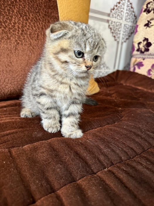 Chatons scottish de deux mois