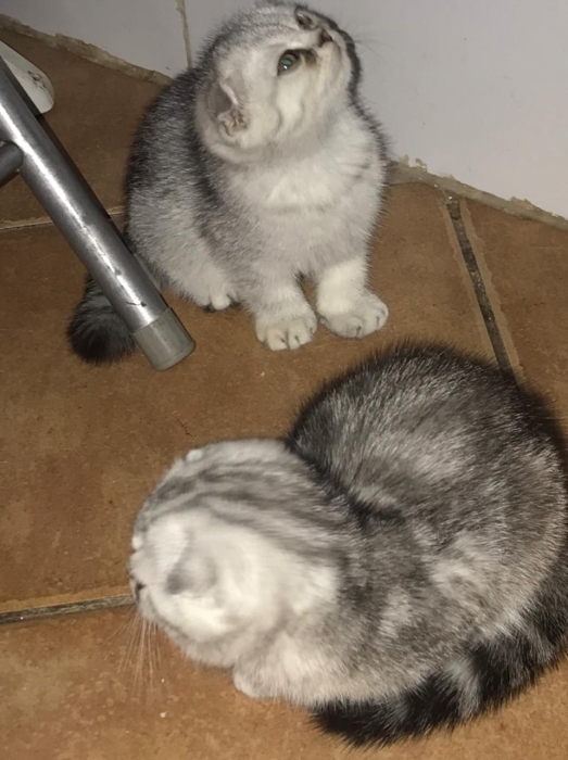 Chat Scottish a vendre