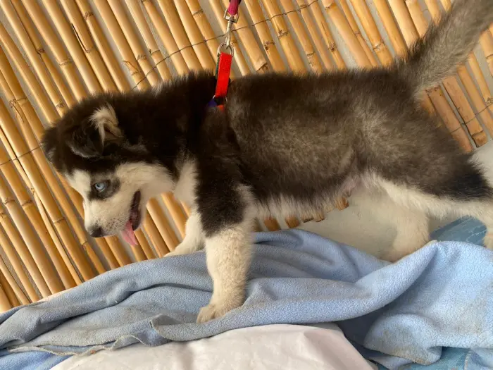 Husky male race pure yeux bleu